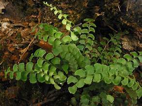 Lindsaea orbiculata